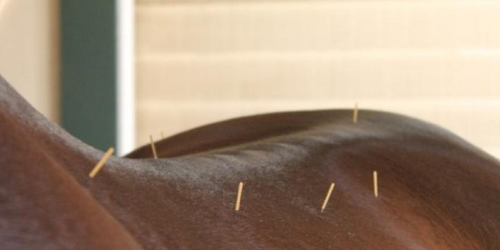 Animal Acupuncture